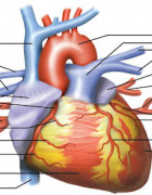 Өдөрт 11 буюу түүнээс дээш цаг ажилладаг хүмүүсийн 67% нь зүрхний шигдээсээр өвчлөх магадлалтай байдаг.