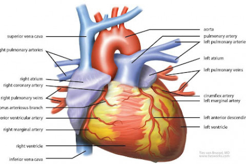 Өдөрт 11 буюу түүнээс дээш цаг ажилладаг хүмүүсийн 67% нь зүрхний шигдээсээр өвчлөх магадлалтай байдаг.